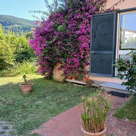 La Camelia